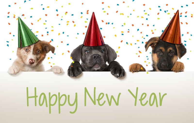 6 Puppy New Year's Resolutions 