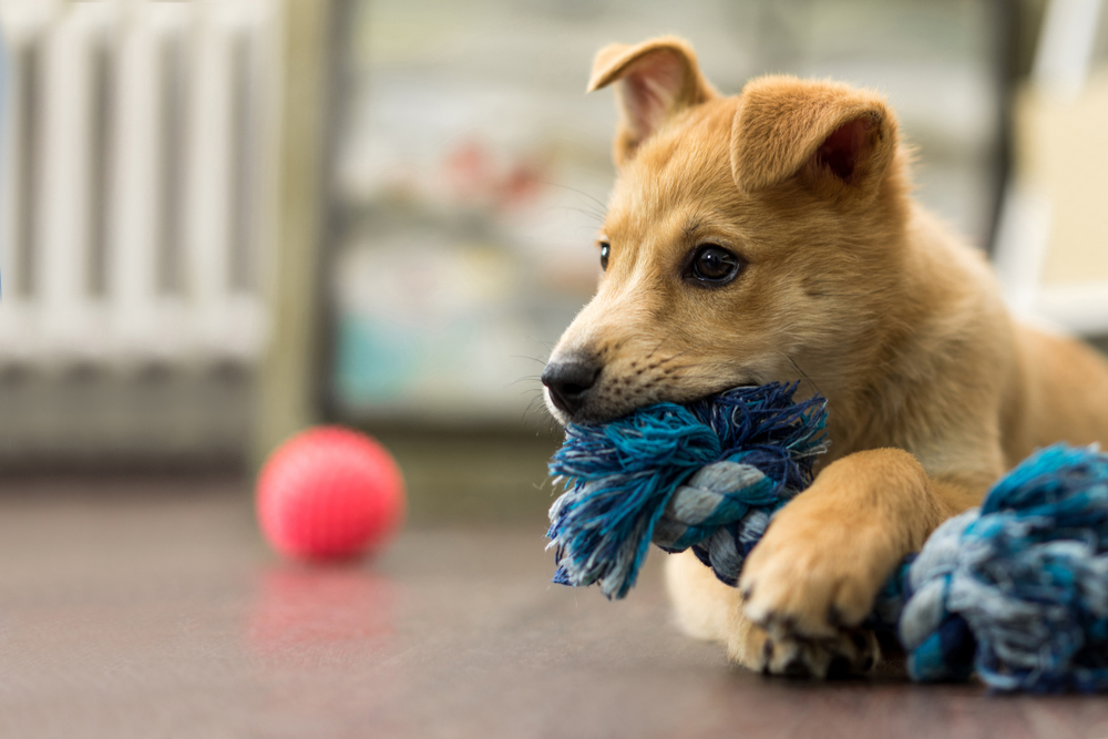 6 Dog Games To Play With Your Pup
