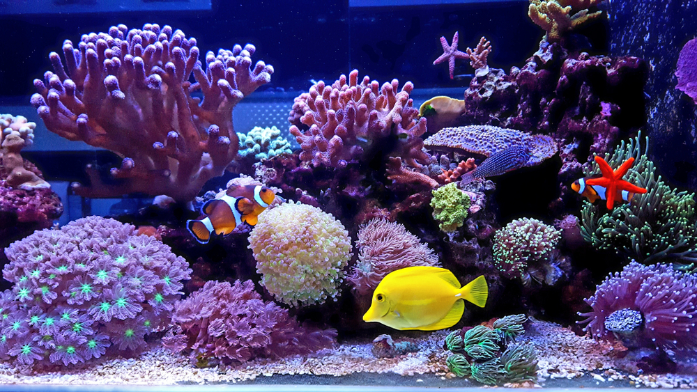 How To Set Up A Beginner Level Saltwater Aquarium - PetlanD Texas Saltwater Aquarium Beginner Level