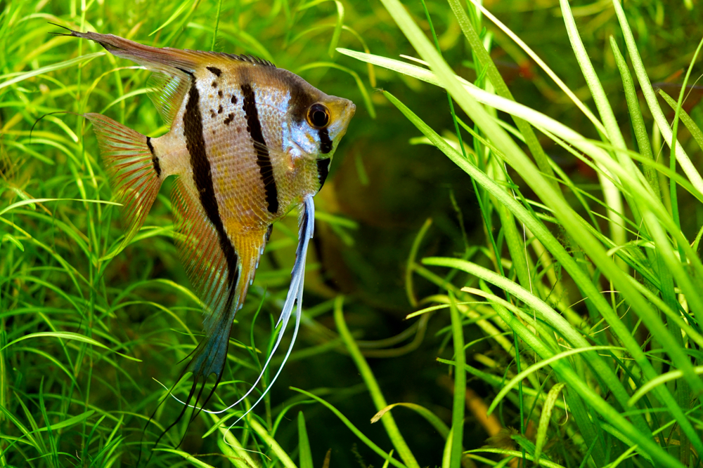 Best Tropical Aquarium Fish, and fish to add with caution