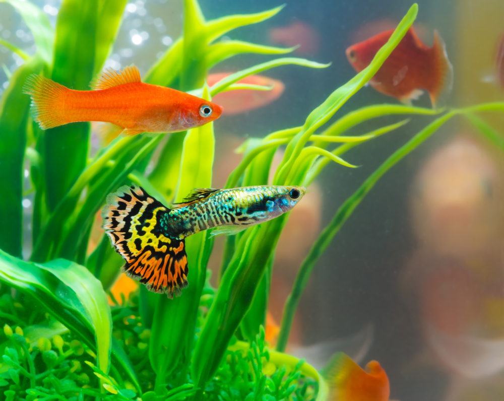 best fish for small aquarium