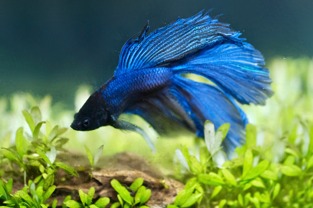 types of fishes in aquarium with pictures