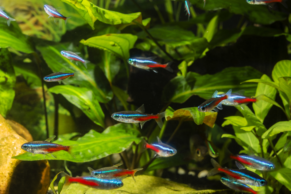 beautiful fishes in aquarium