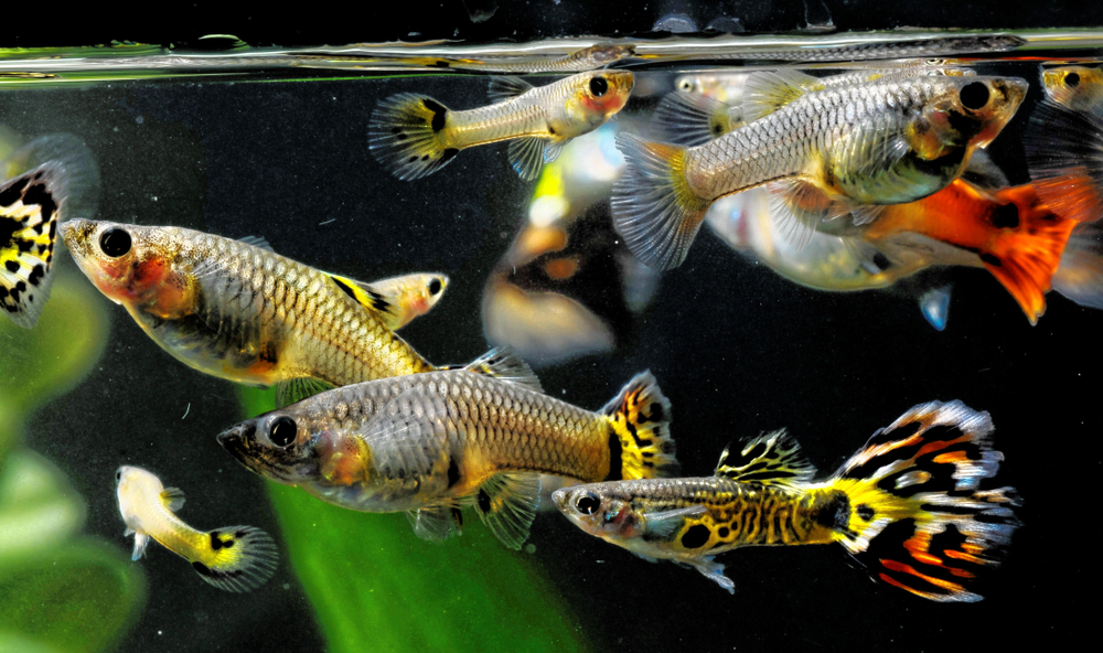 aquarium freshwater types fish ofbeginner