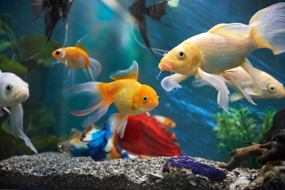 How To Set Up A Tropical Fish Tank
