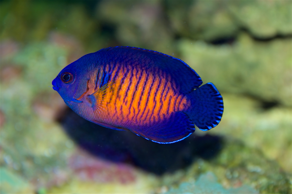 saltwater tropical fish