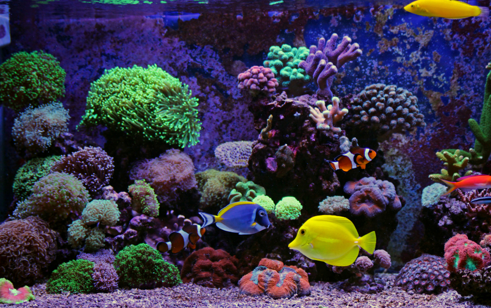 exotic saltwater aquarium fish