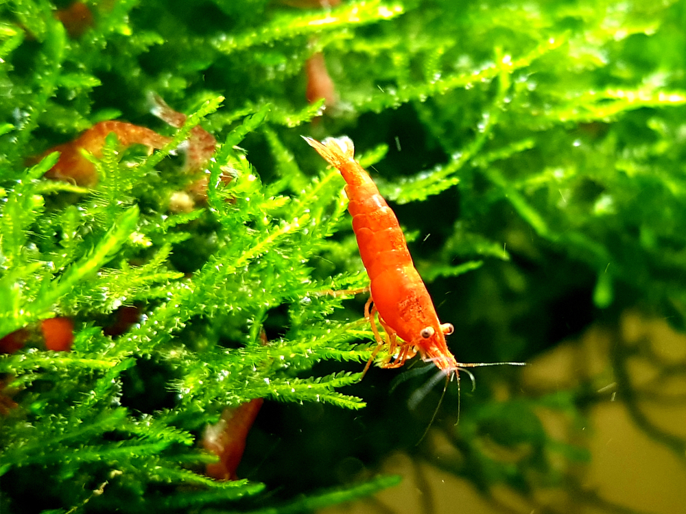 Petland Texas picture of Cherry Shrimp resting on a live plant in a freshwater aquarium.
