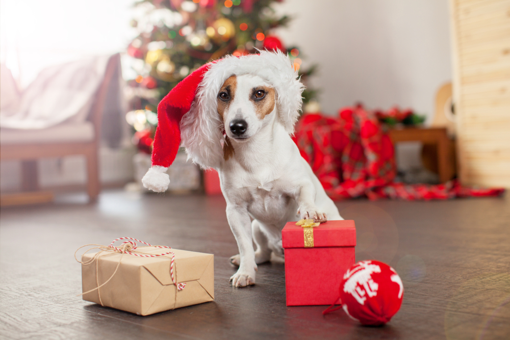 Best Dog Christmas Presents