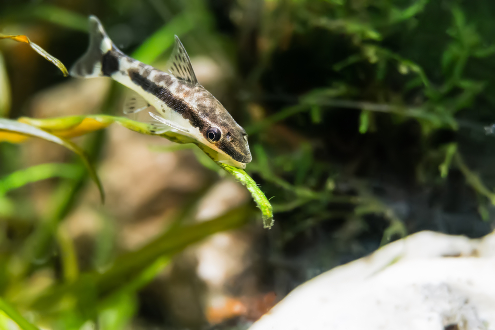 Petland Texas picture of an Otocinclus Catfish or Oto Cat eating algae in a freshwater aquarium. 