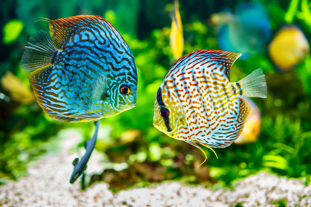 freshwater tropical fish aquarium