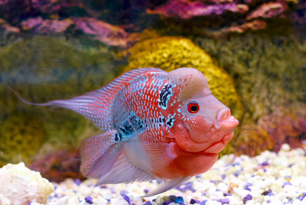 7 Exotic Freshwater Fish To Keep At 