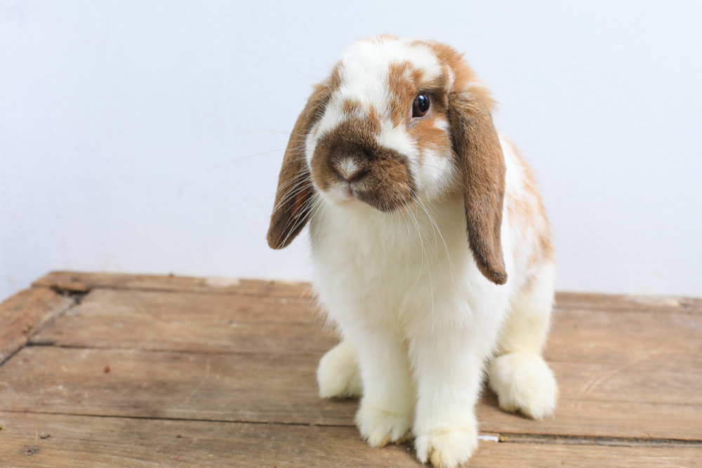 rabbit breeds with pictures