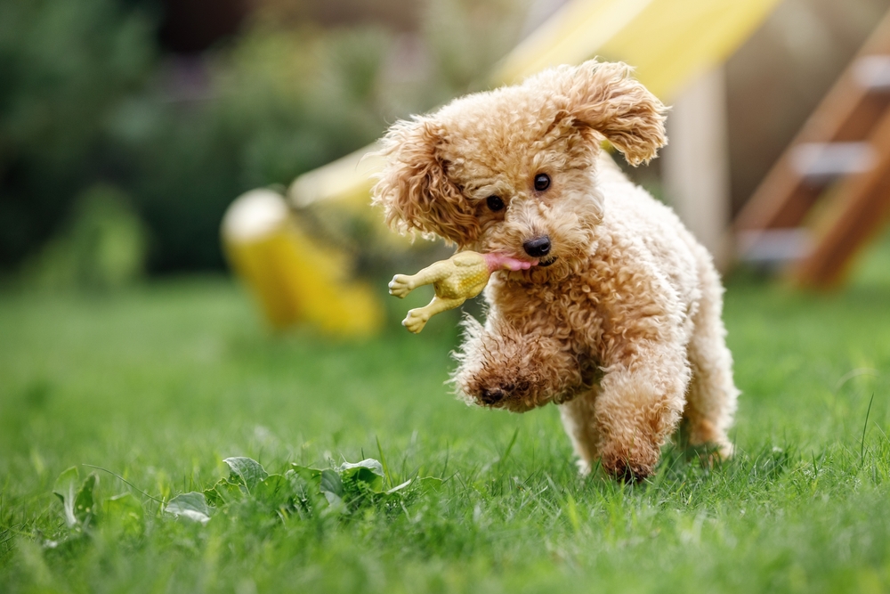 10 Fun Things to do at Home with Your Puppy! — The Puppy Academy