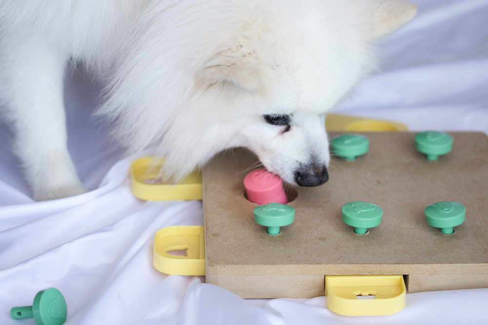 10 Fun Games to Play With Your Dog - Puppy Leaks