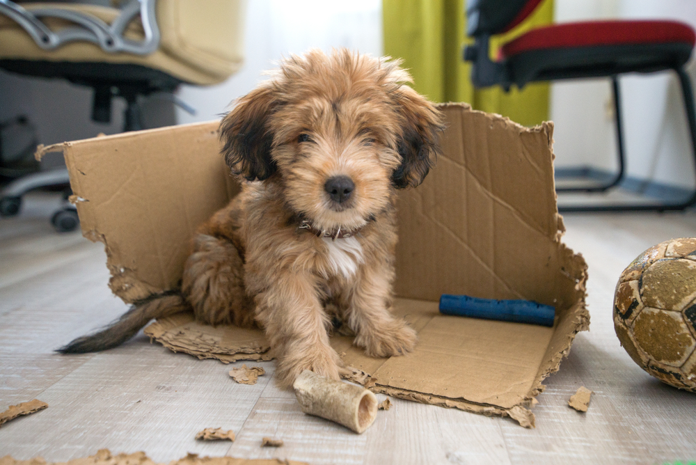 A Teddy Bear toy breed plays with a cardboard box while his owner is at work all day long. 
