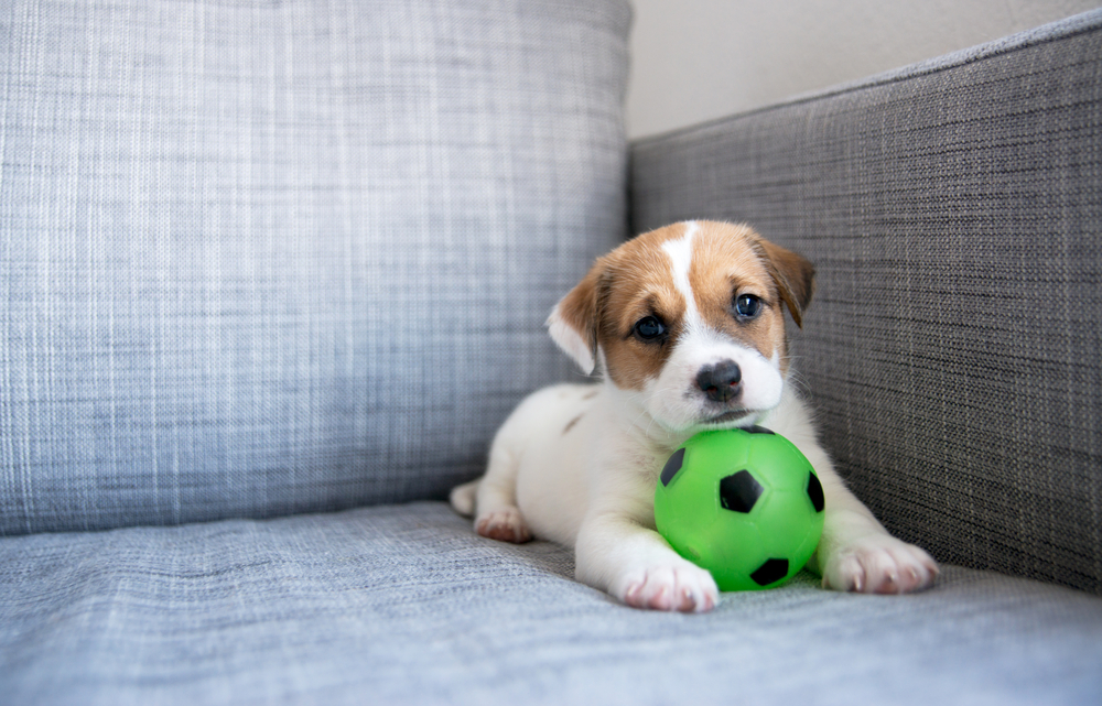 An adorable Jack Russell Terrier puppy lays with a green ball on a couch. 