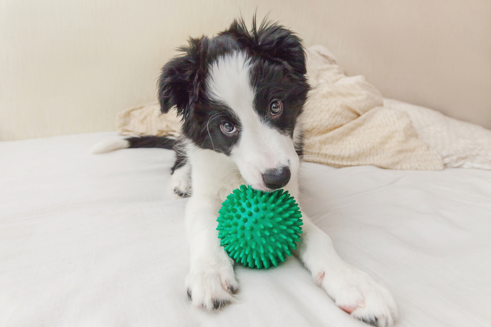 A Border Collie puppy plays with a green ball on a white bed, having a blast as the first puppy in this household.