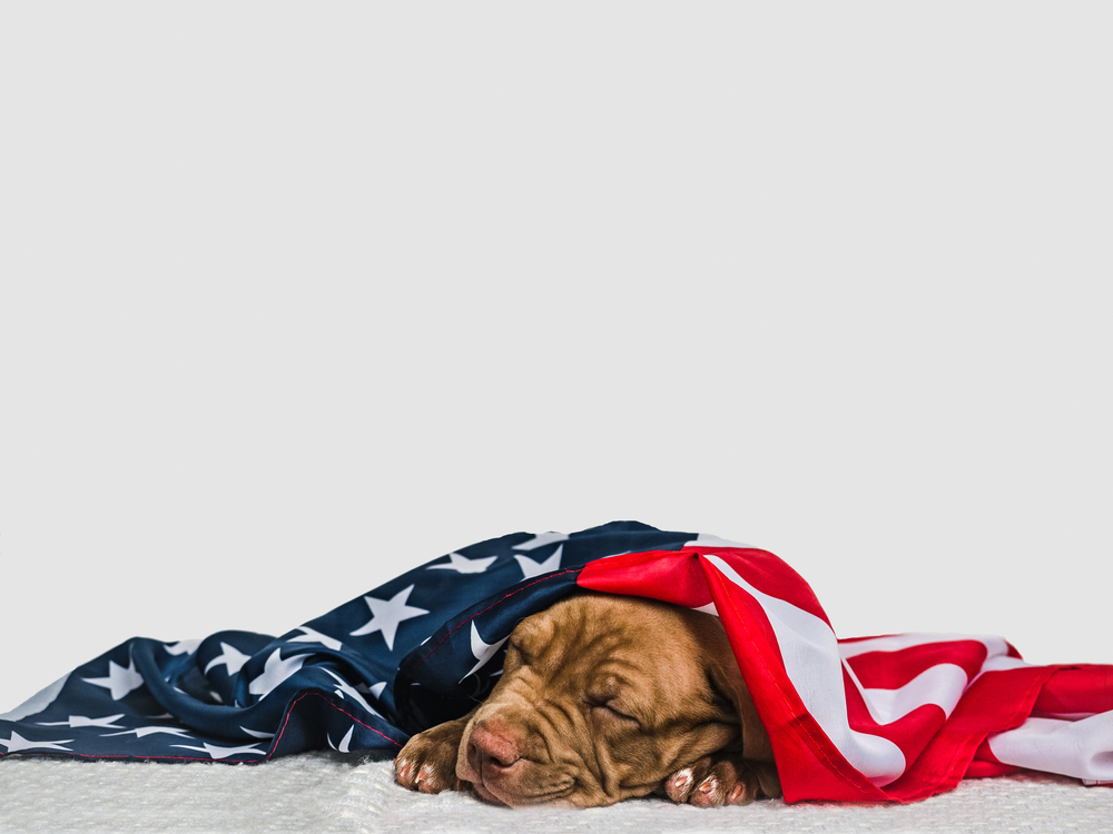 An adorable dog takes a nap, using the American flag as a blanket.