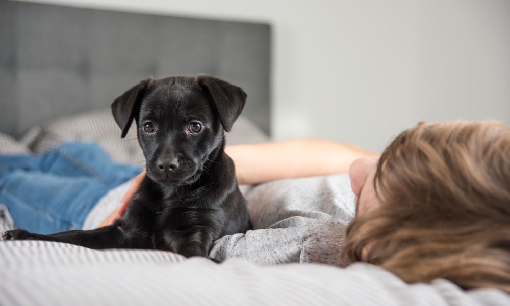 A cute black Labrador Retriever puppy keeps a little boy company in bed, happy to be the first puppy for the family.