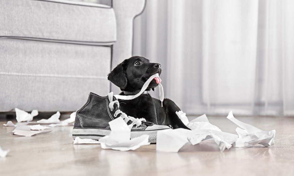 A black Labrador Retriever puppy is showing bad behaviors by chewing on a sneaker in a mess of toilet paper he created. 