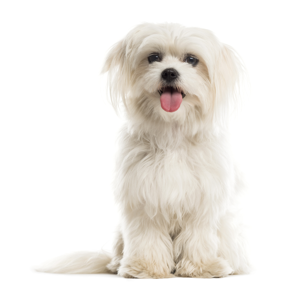 The cutest Maltese dog that's white and fluffy poses as an example of hypoallergenic dogs for sale in Texas. 
