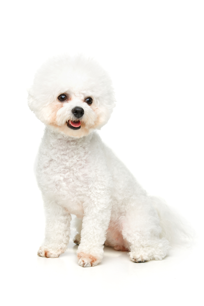 A regal Bichon Frise purebred dog sits on a white backdrop, ready to be taken home to its pet dander sensitive family.