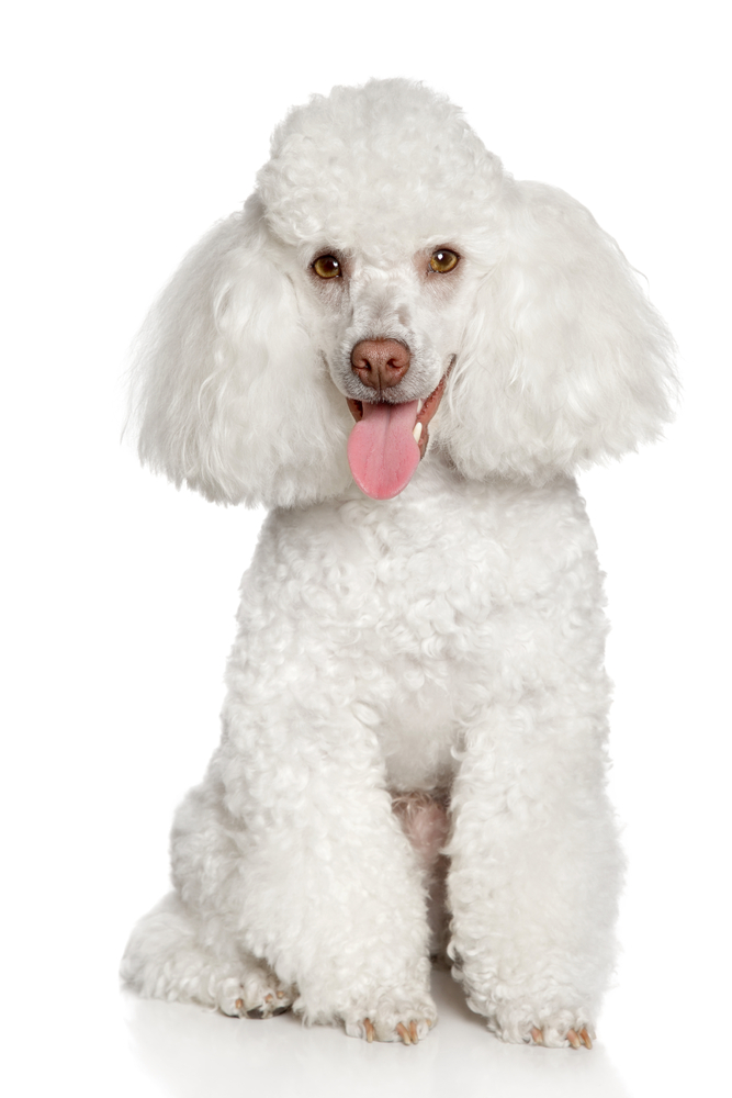 A white Miniature Poodle is featured as the most popular hypoallergenic breed for children with dog fur allergies. 