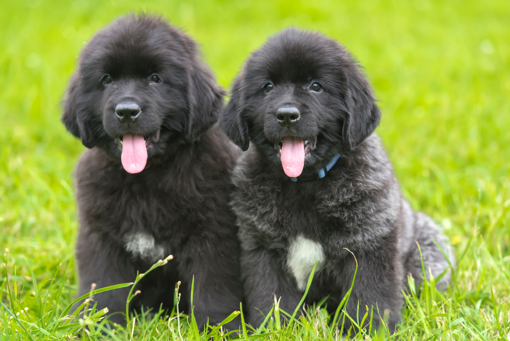 Two happy purebred Newfoundland puppies for sale in Texas sit with their tongues out in the sun.