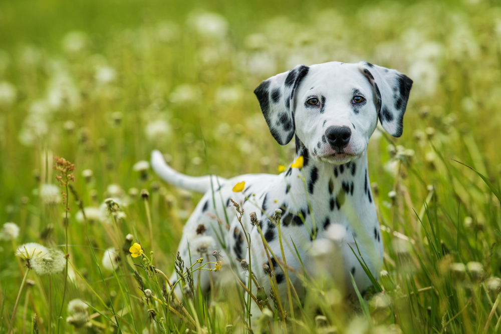 A Dalmatian puppy stands in a field, ready to play with your dad this father's day.