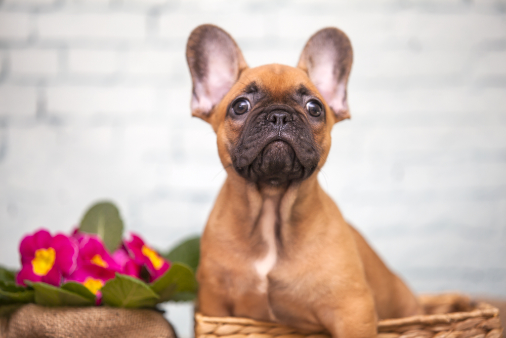 A light brown French Bulldog with huge bat ears sits in a basket ready for love.