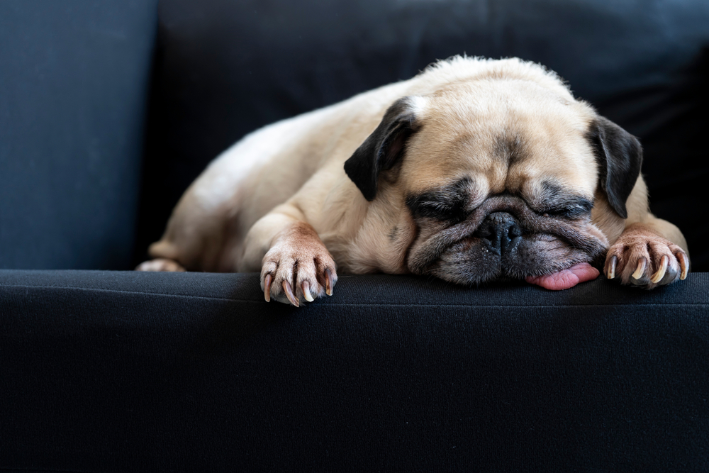 A cute Pug naps with his tongue out on the couch, showing Pugs are great puppies for father's day.