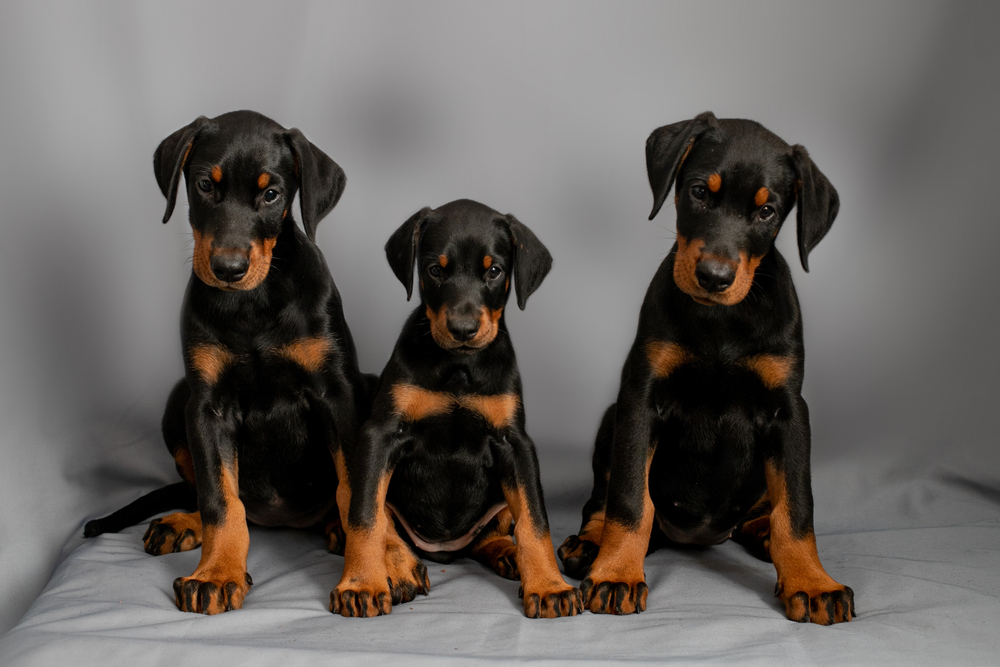 Three slick Doberman Pinscher puppies sit in a row, ready to be Father's Day gifts for dog loving dads.