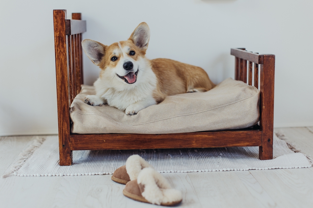 A cute Pembroke Welsh Corgi lies on a miniature human bed made for dogs to show dogs love and need their own safe space. 
