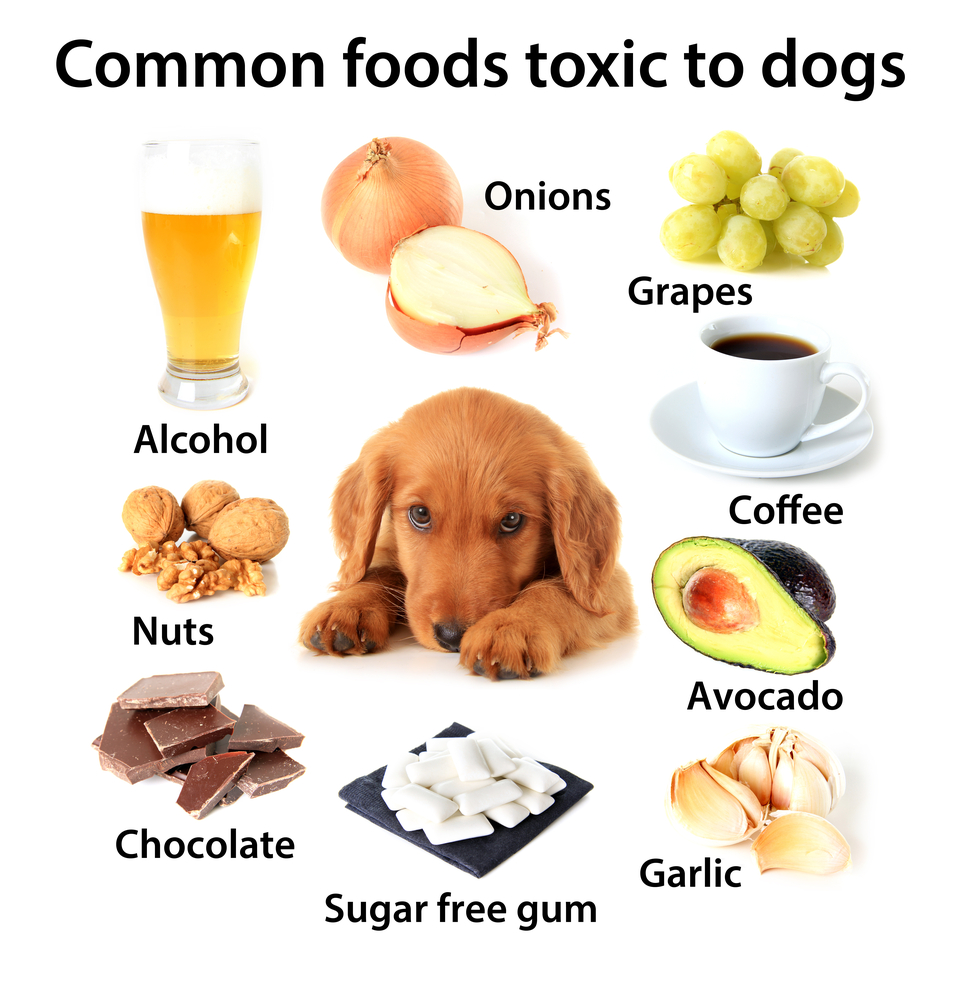 A chart of human foods that are poisonous and toxic to dogs features a cute puppy surrounded by beer, grapes, onions, nuts, coffee, avocados, chocolate, and garlic.