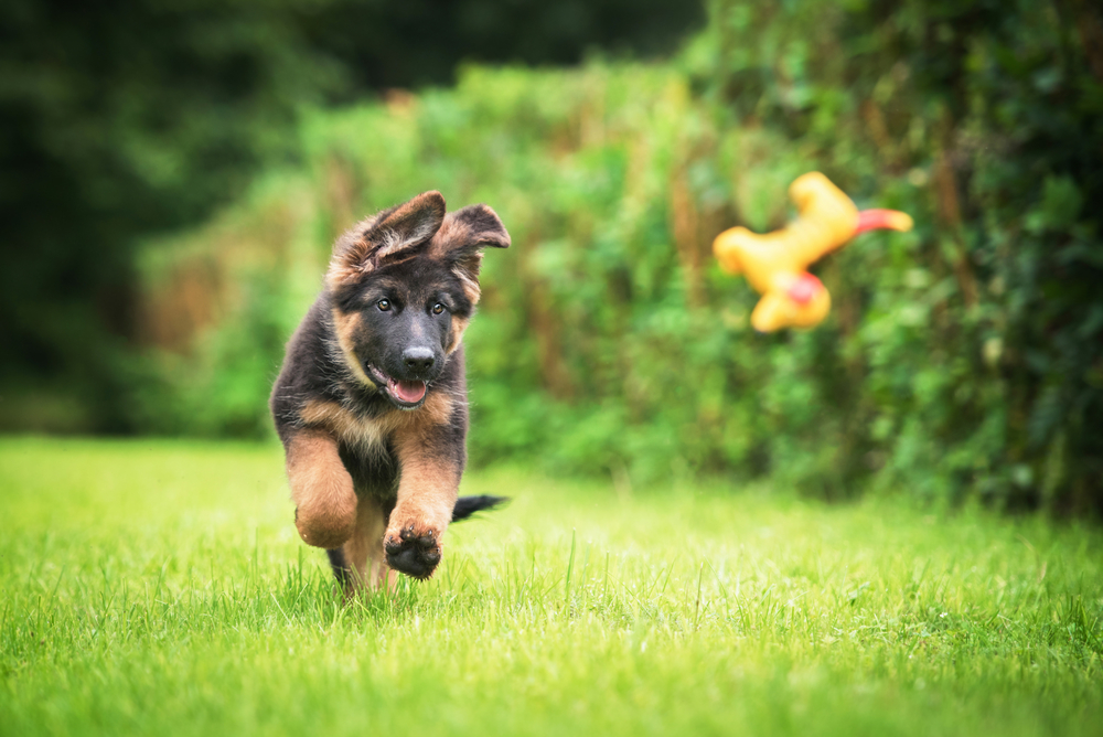 A cute German Shepherd puppy runs after a flying toy in the backyard on a sunny day.