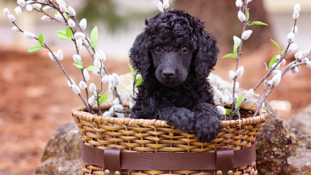 A Miniature Poodle is the ideal first time puppy owner dog breed, as pictured here in a basket. 
