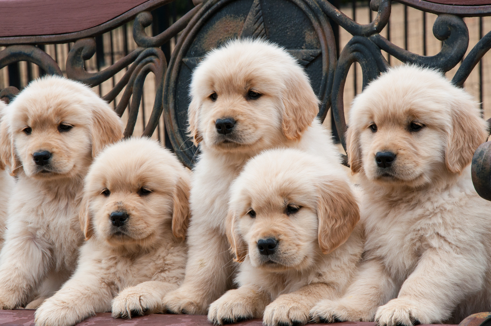 A bunch of Golden Retriever puppies lying in a row show the best breeds for first-time dog owners. 