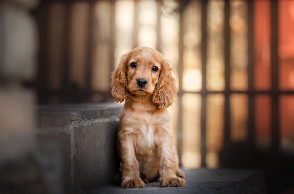 A cute Cocker Spaniel sits on a stoop, as one of the best breeds for first time puppy owners to live with.
