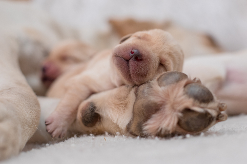 An adorable newborn Golden Retriever puppy sleeps on his doggy mommy's paw as a representation of why Golden Retrievers make the best pets.