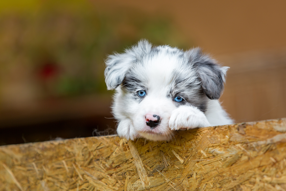 A blue eyed Australian Shepherd puppy rests on a piece of plywood gazing longingly into the distance to show why puppies make the best companions.