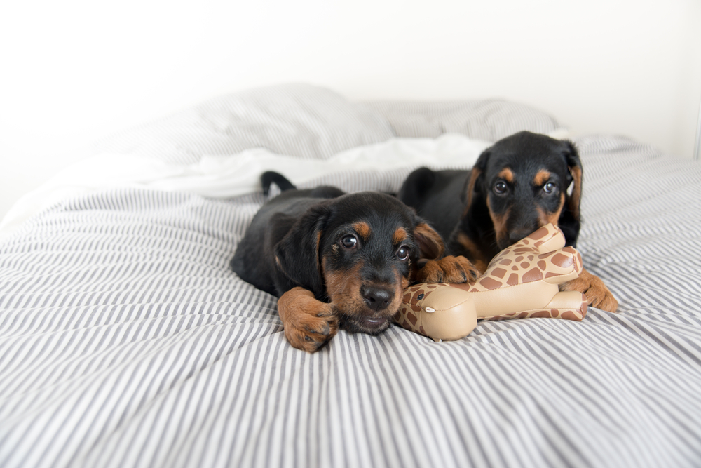 Two black, short haired Dachshund puppies rest on a plush bed and share a cute giraffe toy.
