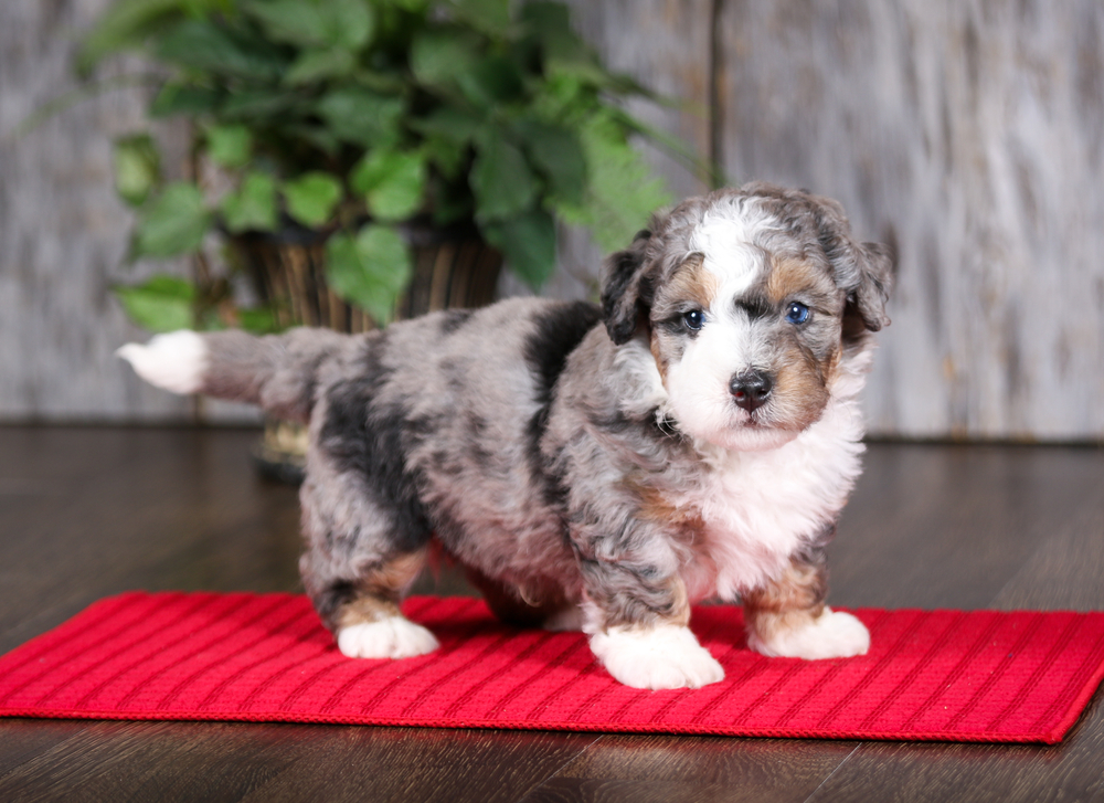 Blue Merle Mini Bernedoodle puppy stands on a red mat.