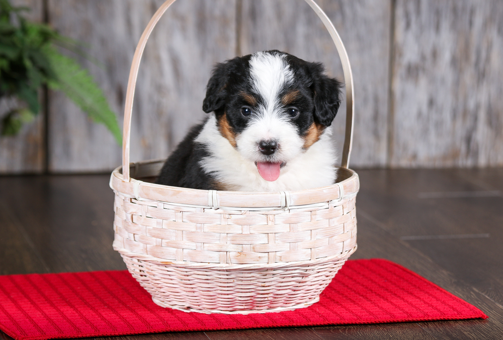 A cute Bernedoodle puppy you'll forever love sits in a wicker basket with its pink tongue out to show how lovable this popular designer dog breed can be!