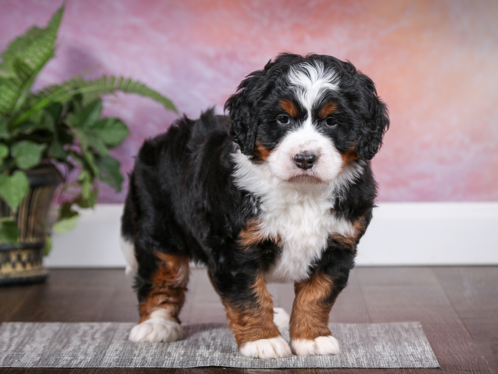 One Bernedoodle puppy stands on a grey mat showing a silky, shiny tri-colored coat and huge puppy paws. 