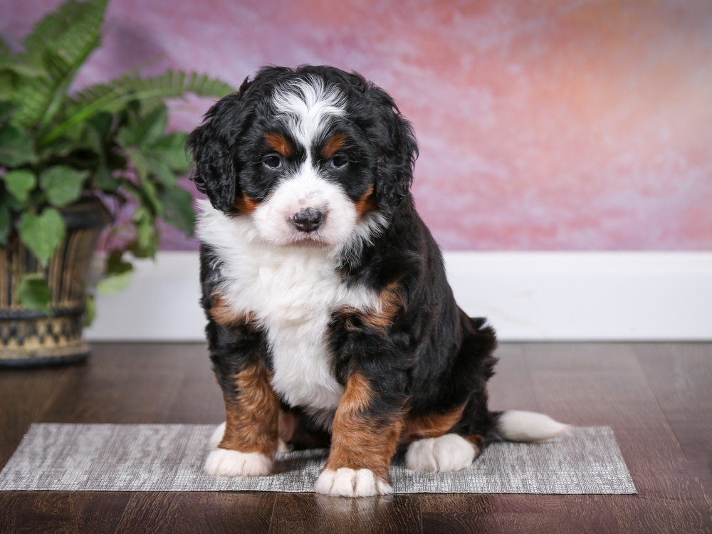 One tri-colored Bernedoodle puppy you'll forever love sits on a grey mat looking fluffy and adorable as one of the best large dog breeds. 