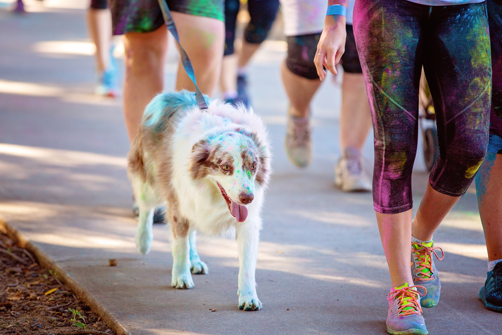 An Australian Shepherd purebred dog accompanies its owner in a charity 5k race for dogs.