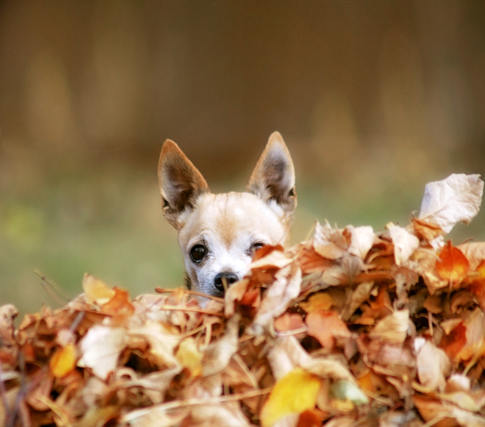 An adorable Chihuahua hides in a leaf pile to show great bonding ideas for you and your puppy.