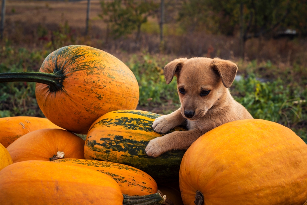 A cute puppy plays in a pumpkin patch as a fun autumn activity for puppies.