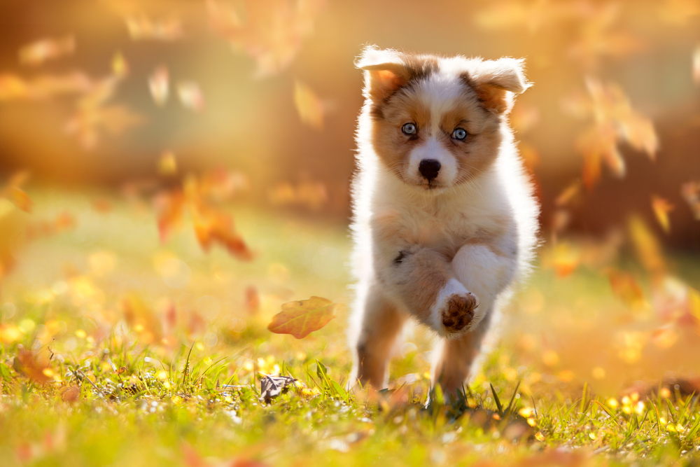 An Australian Shepherd puppy runs in the autumn leaves on a sunny day.